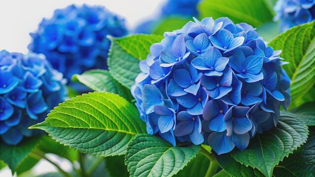 Vibrant blue hydrangeas with large green leaves isolated on background, Hydrangeas, Blue, Vibrant, Flowers, Floral, Botanical