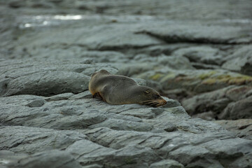 Sleepy fur seal resting on the rugged coastline of Kaikoura, NZ