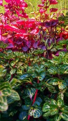 Red spinach ornamental plant