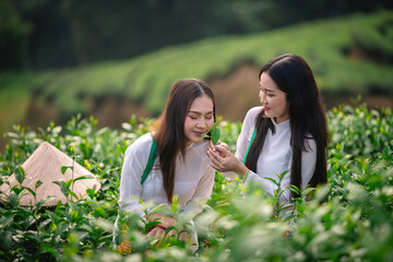 Beautiful women standing in a lush green tea field, likely in a rural area. They are wearing traditional conical hats and light-colored clothing with green tea platation background