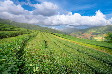 Tea leaves at tea plantation with white foggy mountain is green tea organic business concept