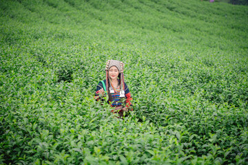 woman standing in a lush tea plantation, delicately picking tea leaves. She is dressed in traditional, vibrant clothing with intricate patterns indicating a cultural or ethnic background