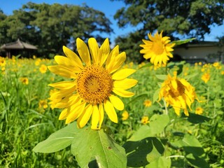 a sunflower in full bloom
