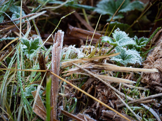 Frosty grass and leaves in Stanley park, Vancouver, British Columbia