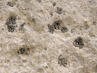 Top view of sand and rocks with moss and sea shells