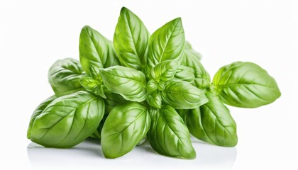 Fototapeta premium Fresh Basil Leaves Ready to Enhance Your Culinary Creations