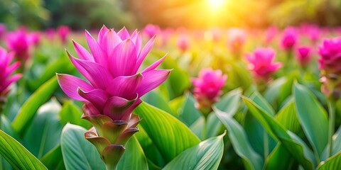 Fototapeta premium Vibrant Siam tulip flower blooming in a garden, Siam tulip, flower, tropical, plant, colorful, blossom, bloom, nature, garden