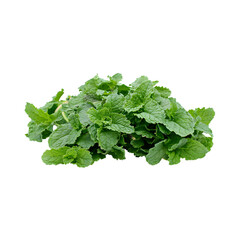 Fototapeta premium Cluster of mint leaves isolated on a transparent background, showcasing their aromatic quality and vibrant green color.