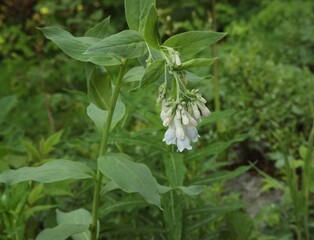 Bluebells (Mertensia) white wildflowers in Beartooth Mountains, Montana