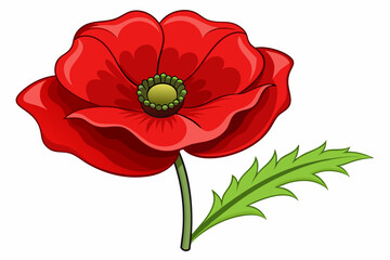 Fototapeta premium Red poppy flower with green leaves and stem