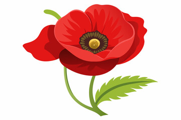 Fototapeta premium A Single Red Poppy Flower with Green Stem and Leaves