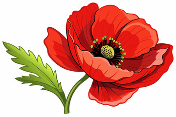 A Single Red Poppy Flower with Green Stem and Leaf