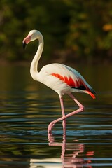 Fototapeta premium Lesser Flamingo, in Nature, Abstract Image, Texture, Pattern, Wallpaper, Smartphone Cover and Screen, Cell Phone, Computer, Laptop, 9:16 and 16:9 Format