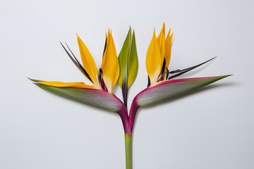 Strelitzia Flower on White Background, Pattern, Wallpaper, Cover and Screen for Smartphone, Cell Phone, Computer, Laptop, 9:16 and 16:9 Format