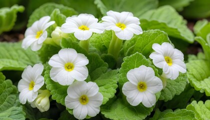 Obraz premium Blooming beauty in natures palette