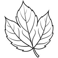 black and white leaf silhouette  vector illustration