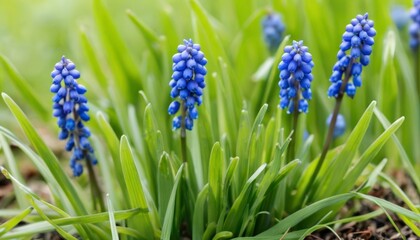  Blooming Bluebells in a Field of Green