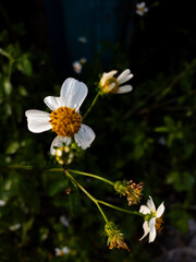 White flowers in the evening field 