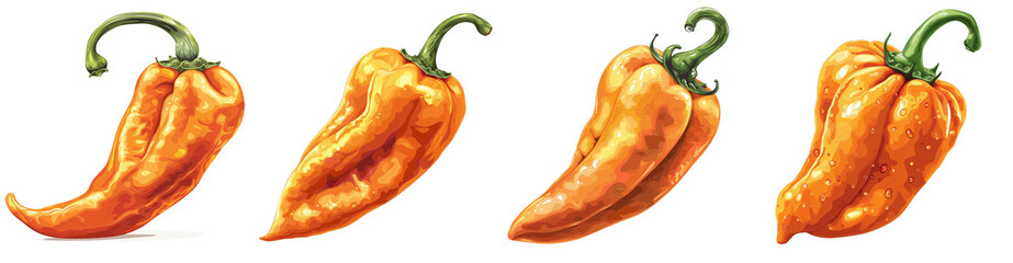 Set of Vibrant Orange Color Datil Pepper Illustration: Detailed Vector Art on white and transparent background.