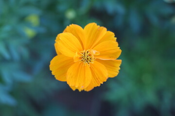 Cosmos flower in the garden