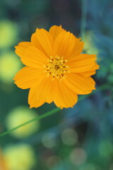 Obraz premium Cosmos flower in the garden