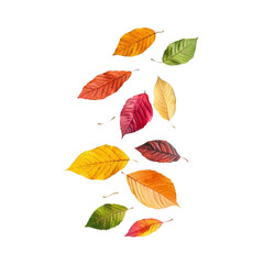 Fototapeta premium Falling colorful autumn leaves isolated on transparent background.