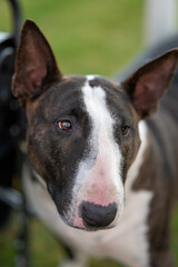 Up close photo of a brindle bull terrier