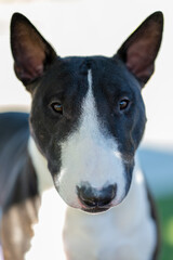 Black and white mini bull terrier extreme close up portrait
