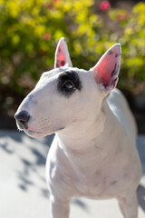 White miniature bull terrier posing and looking up