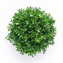 Obraz premium A vibrant green plant viewed from above, showcasing lush foliage and a round shape, perfect for home decor or nature-themed projects.