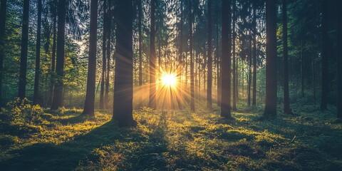 Obraz premium Sun shining through trees in forest 
