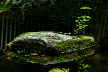Tiny Island in a Pond