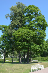 A tree in the Catherine Park Pushkin City