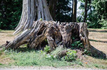 Dried tree trunk in the park