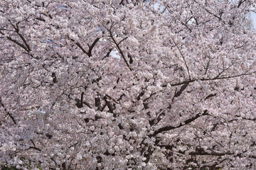 鶴見緑地の桜