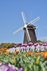 鶴見緑地の風車とチューリップ