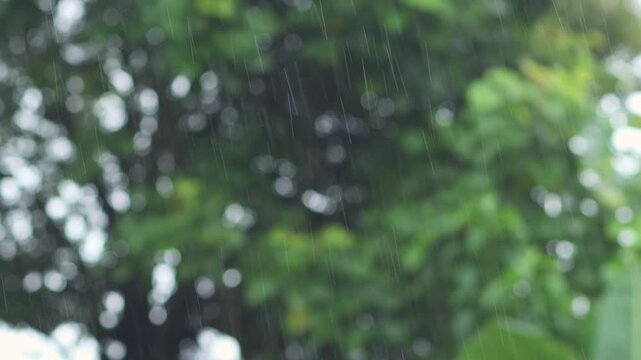 Normal video footage of dizzling rain blur movement bokeh background, weather forecast and nature concept, 4K high quality video