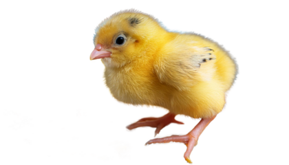 Yellow little chick  on transparent background