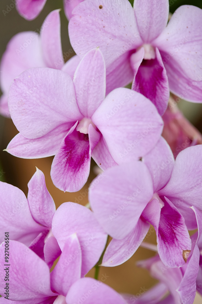 Wall mural blooming purple orchid for background