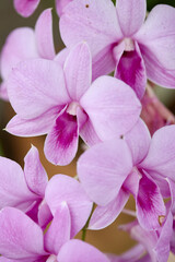 Blooming purple orchid for background