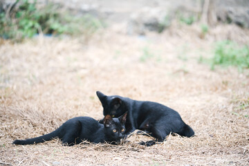 Black cats are laying on straw