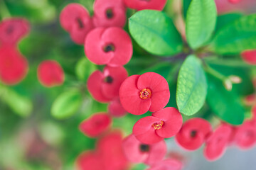 Red crown of thorns or Euphorbia milli