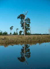 Eucalyptus tree on Australian billabong