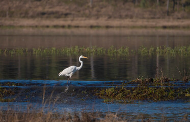 Great Egret in Australian wetland