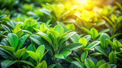 Vibrant and lush green plant in natural sunlight