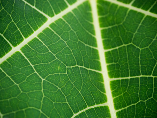 plant tropical summer forest nature tree growth garden foliage abstract backdrop spring season autumn wallpaper agriculture natural organic, concept ecosystem environment