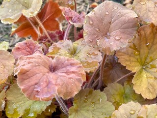 Heuchera caramel after rain close-up