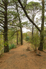 Obraz premium Sendero Xitle bosque 