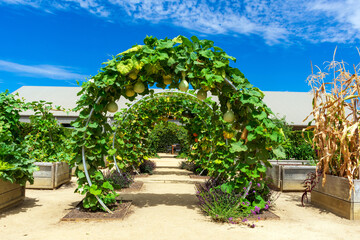 Garden archway covered in lush vines and ripening gourds