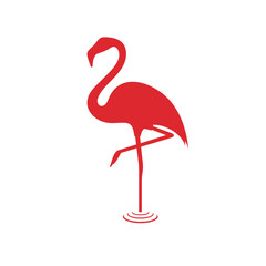 flamingos, a type of long-legged bird that lives in groups.